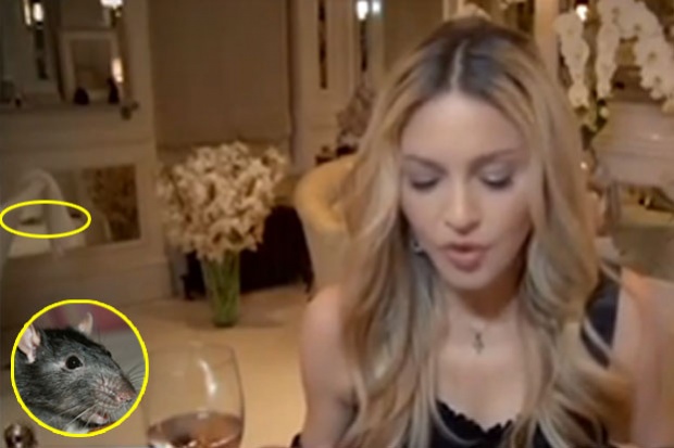 Una rata interrumpió un videochat de Madonna