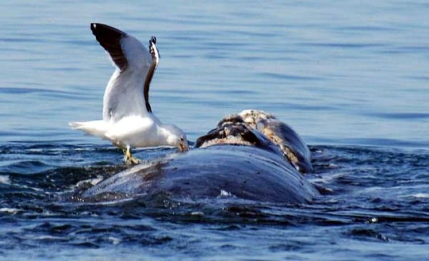 Un informe revela el vínculo entre el crecimiento del número de gaviotas y la mortalidad de ballenas