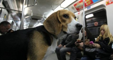 Visto bueno para mascotas en subtes